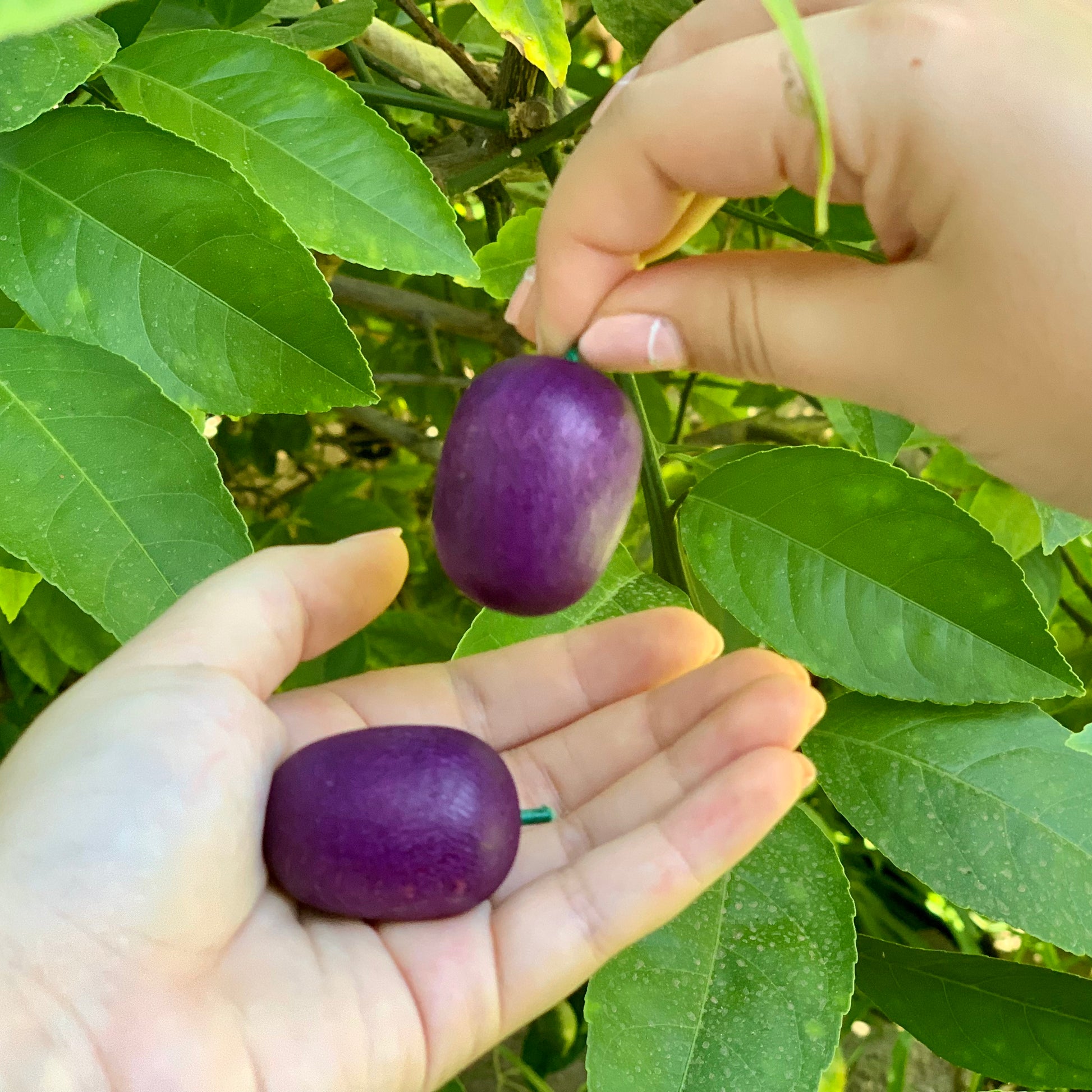 erzi eco-friendly wooden plums