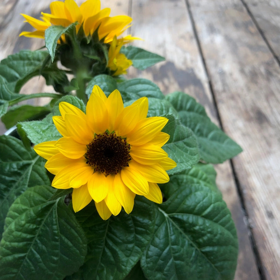 dwarf sunflower plant for kids