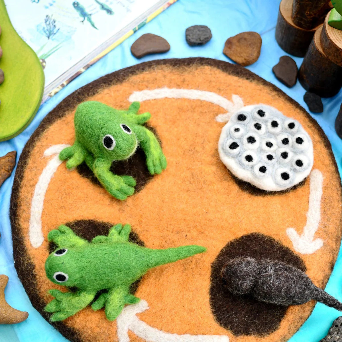 Felted frog lifecycle educational science toys with a frog, tadpoles and eggs
