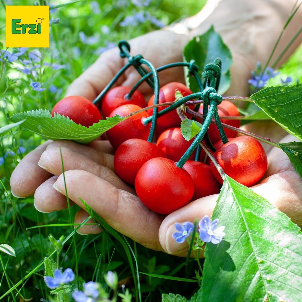 erzi eco-friendly toys cherries