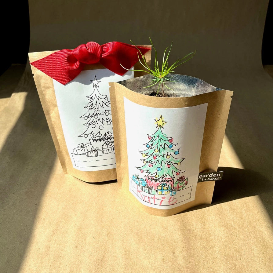 A Christmas tree growing in a bag with a red ribbon and a printed tree for coloring.