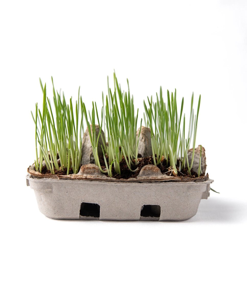 eco kids grass growing kit