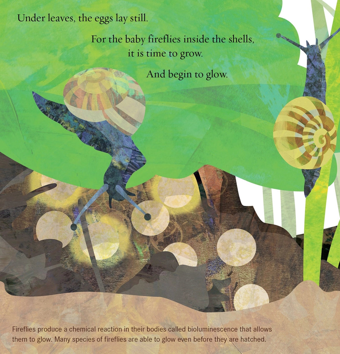 Light the Sky Firefly! Children's book Illustration of fireflies inside shells with glowing eggs
