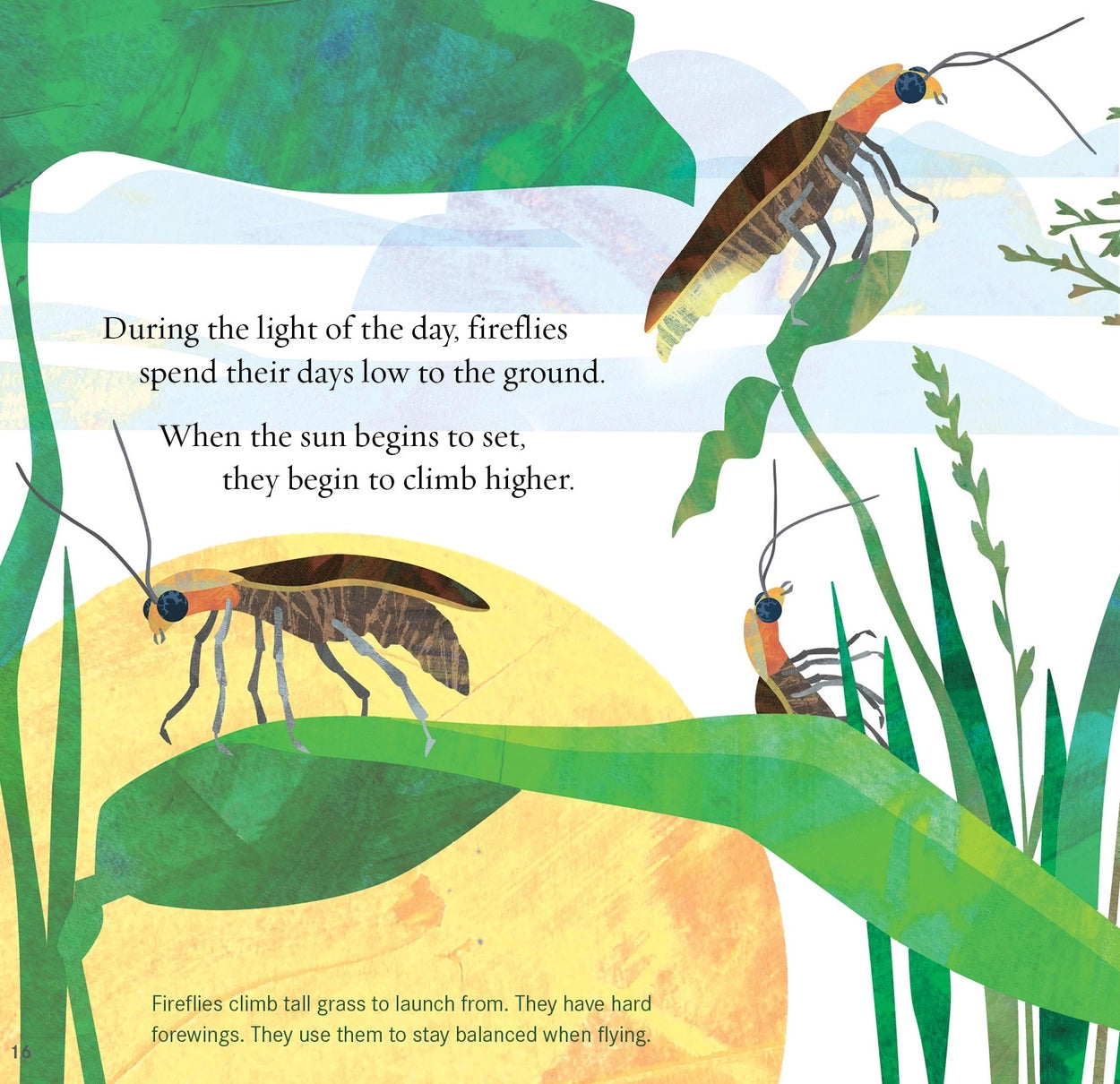 Light the Sky Firefly! Children's book Illustration of fireflies on leaves with text about their behavior.