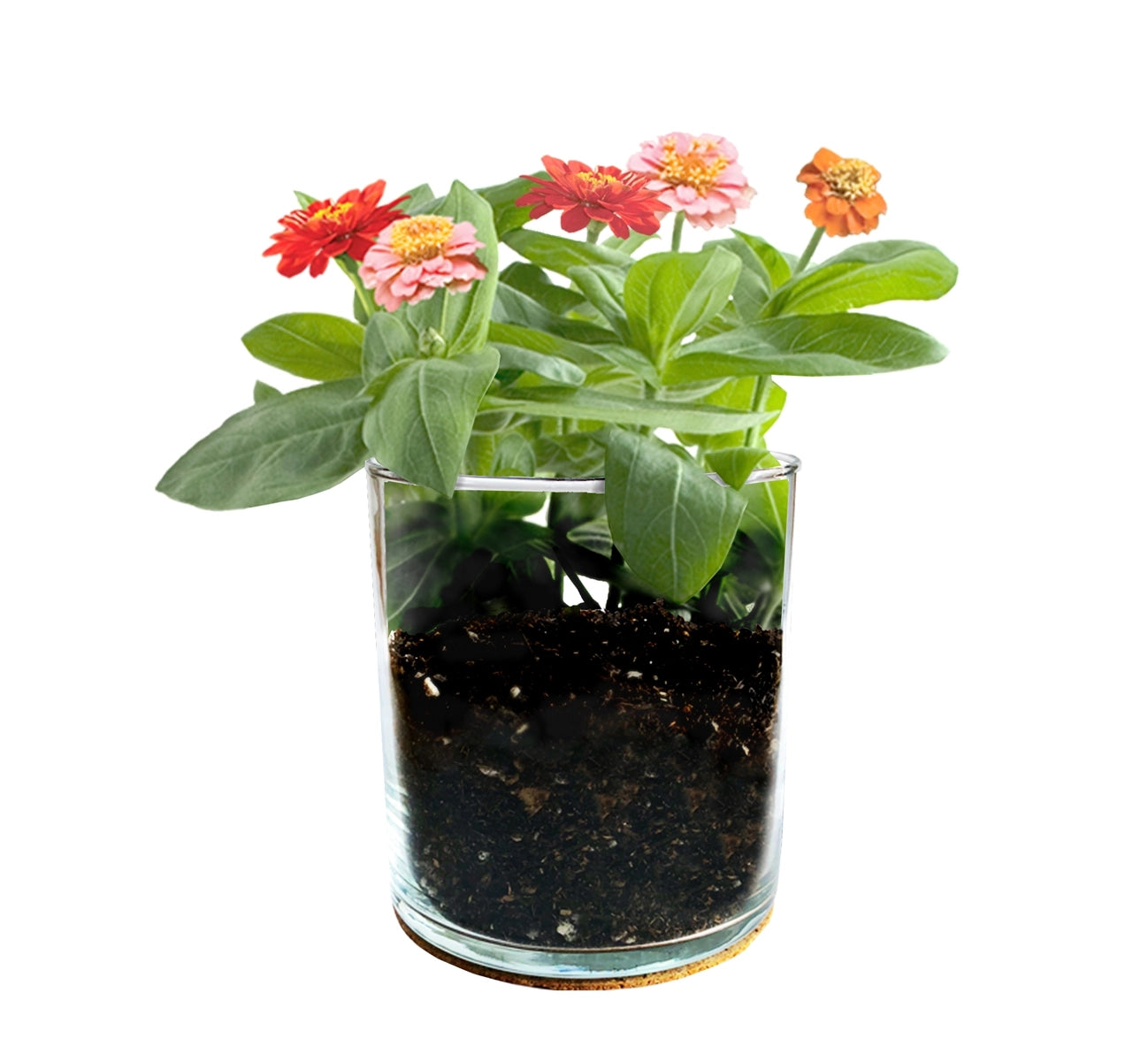 Glass potted plant with soil and dwarf zinnia flowers