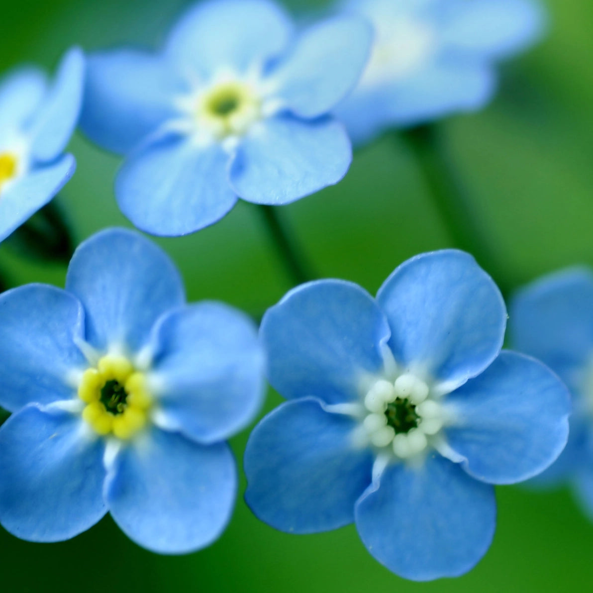 Close-up of blue forget-me-not  flowers