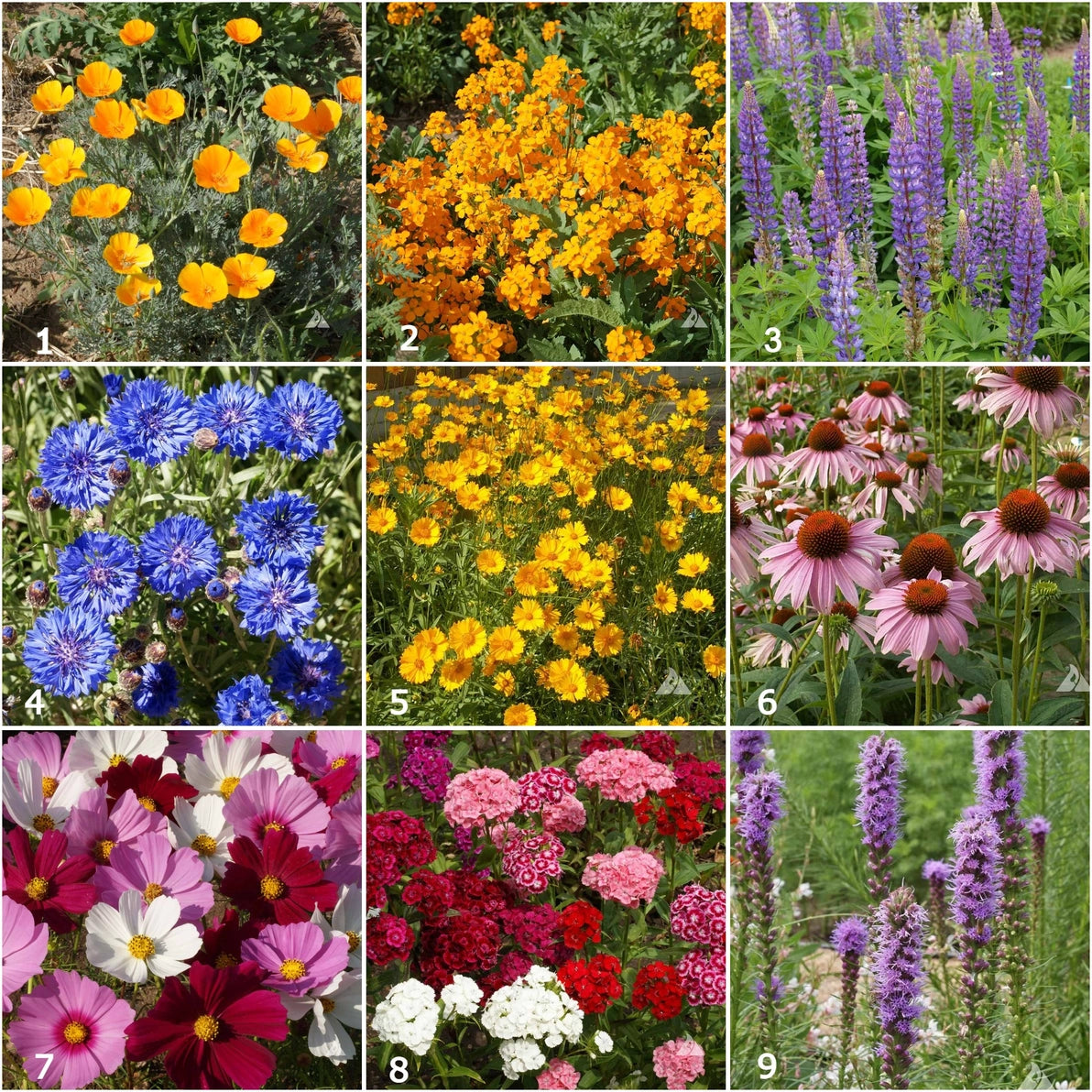 Collage of various  butterfly garden flower types including pink cosmos,  yellow poppies, purple lupine