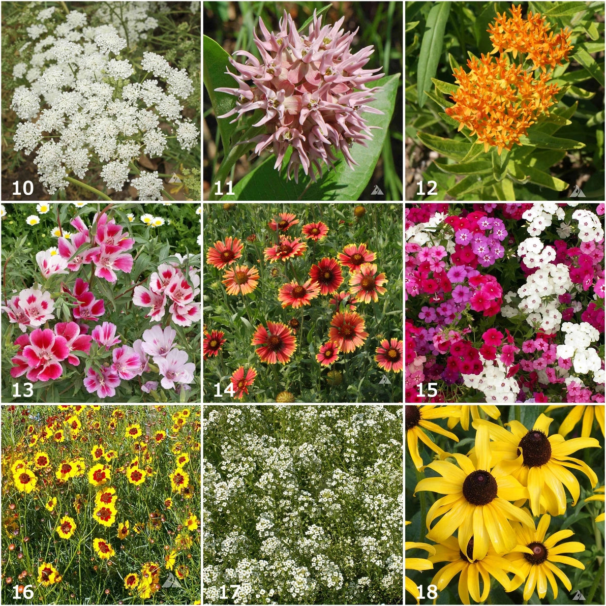 Collage of various butterfly garden flowers including white alyssum, phlox, milkweed, black-eyed susan 