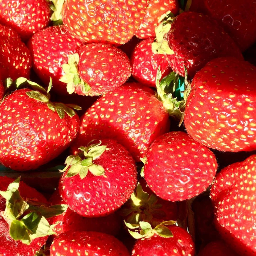 Close-up of fresh heirloom alpine strawberries with green stems.