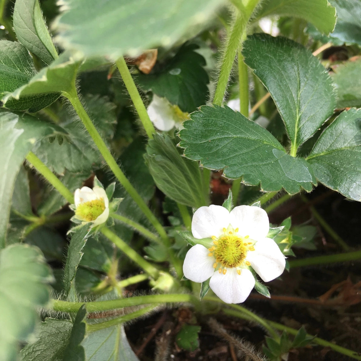 Garden in a Bag Strawberry - Made in USA