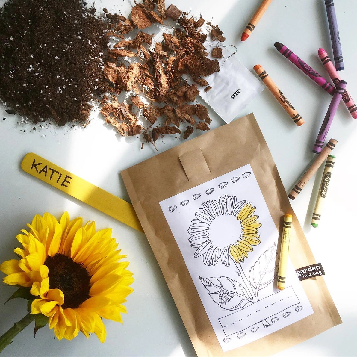 Sunflower garden in a bag kit for kids with crayons