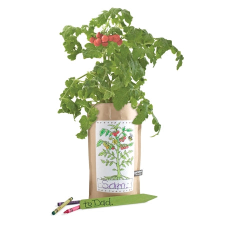 Kids garden in a bag heirloom tomato plant with coloring label and crayons.