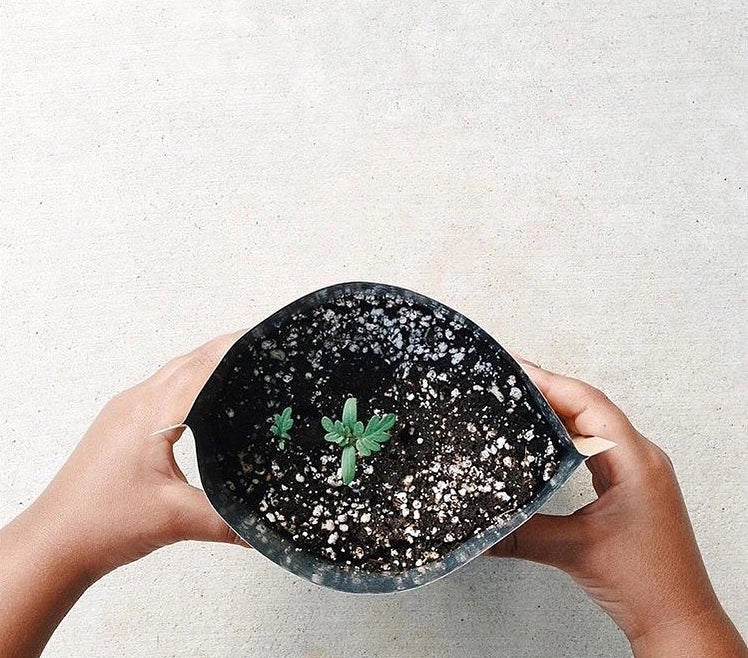 Child  holding a tomato plant seedling in a bag of soil.