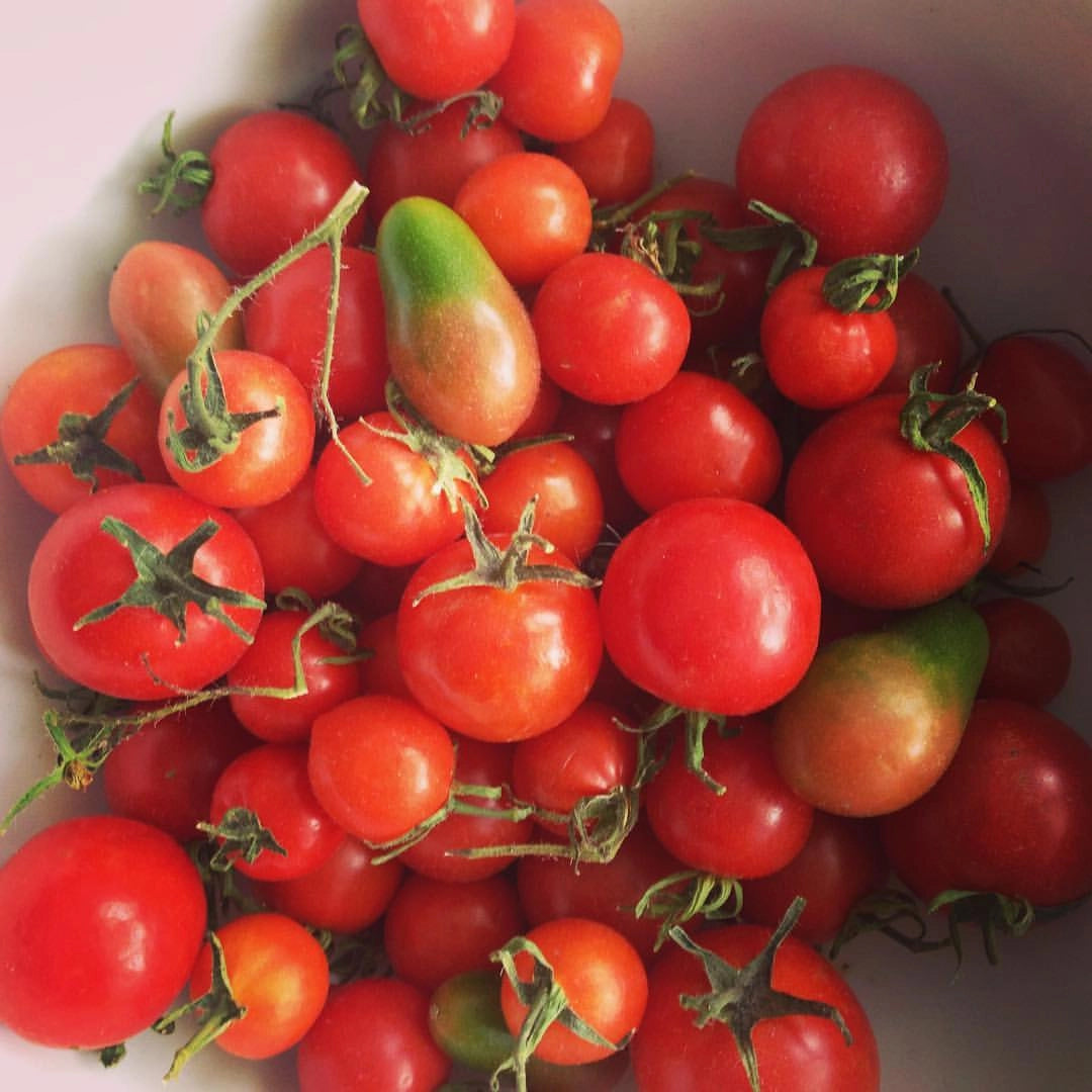 a bunch of heirloom cherry tomatoes