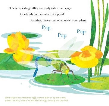 Soar High DragonA children's book educational illustrated page showing dragonflies in a pond with text explaining dragonfly reproduction.