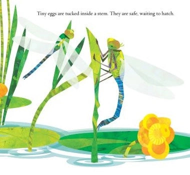 Soar High Dragonfly children's book Illustrated page of a dragonfly and tadpoles in a pond with text about dragonfly eggs.