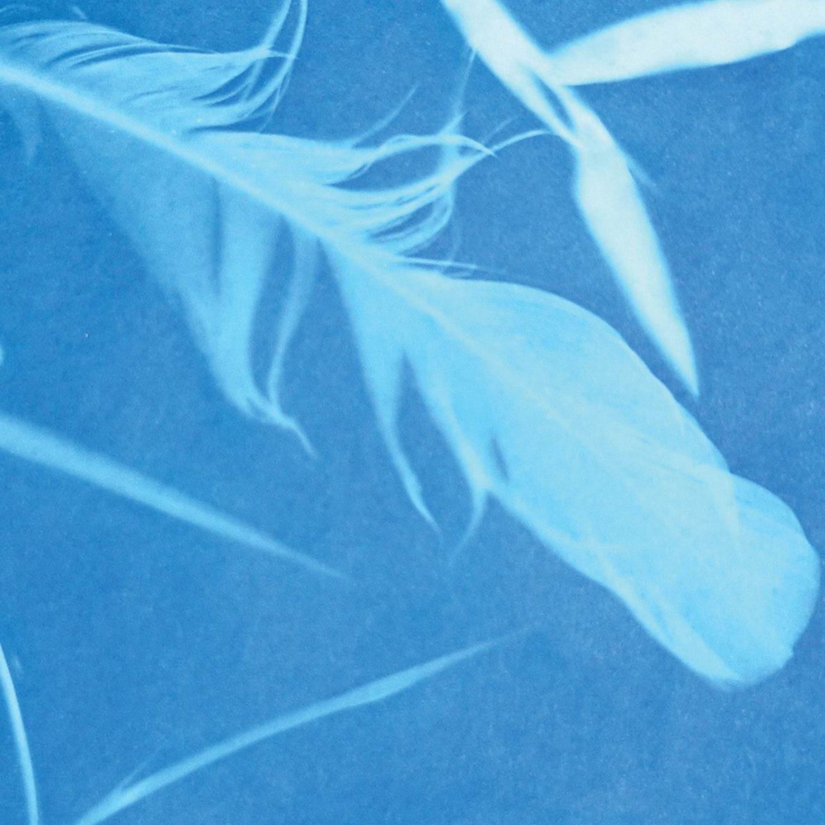 Sunprint kit Close-up of white feathers on a blue background